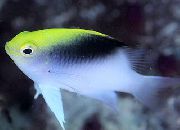 Bunt Fisch Rollands Damselfish (Chrysiptera rollandi) foto