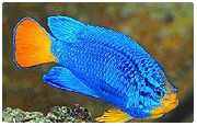 ლურჯი Damselfish ღია ლურჯი თევზი