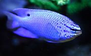 ლურჯი Damselfish ლურჯი თევზი