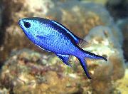 aquarium fish Chromis Chromis blue