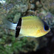 Gelb Fisch Chromis  foto