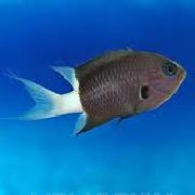შავი თევზი Chromis  ფოტო
