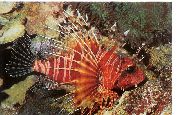 Listrado Peixe Mombasa Lionfish (Pterois mombasae) foto