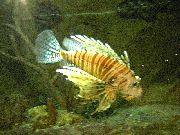 Listrado Peixe Volitan Lionfish (Pterois volitans) foto