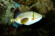Bianco Pesce Bursa Balestra (Rhinecanthus verrucosus) foto