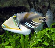 Cętkowany Ryba Humu Picasso Triggerfish (Rhinecanthus aculeatus) zdjęcie