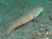 Diamant Watchman Goby, Entdeckte Orange Sleeper Goby Getupft Fisch