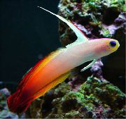 motley iasc Firefish (Nemateleotris magnifica) grianghraf