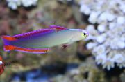 Variegado Peixe Purple Firefish, Decorated Dartfish (Nemateleotris decora) foto