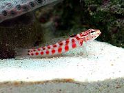 bodkovaný Ryby Červená Škvrnitý Sandperch (Parapercis schauinslandi) fotografie