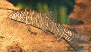 Gestreift Fisch Zebra-Schmerle (Botia superciliaris, Botia striata) foto
