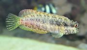 Tacheté poisson Sailfin / Algues Blenny (Salarias fasciatus) photo