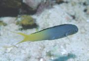 ღია ლურჯი თევზი Forktail Blenny, Yellowtail Fangblenny (Meiacanthus atrodorsalis) ფოტო