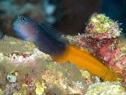 aquarium fish Bicolor Blenny Ecsenius bicolor motley