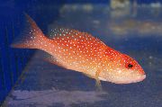 Red Louti Grouper rød Fisk
