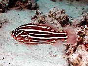 stripete Fisk Soapfish, Golden Stripe (Grammistes sexlineatus) bilde