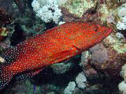raudonas Žuvis Miniatus Ešeriai, Koralų Grupavimas (Cephalopholis miniata) nuotrauka