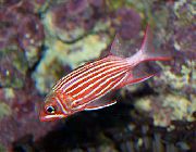 aquarium fish Crown squirrelfish Sargocentron diadema striped