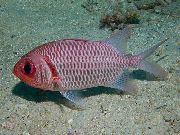 წითელი  Doubletooth ჯარისკაცი თევზი (Myripristis hexagona) ფოტო