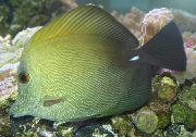 Жовтий Риба Зебрасома Бура (Zebrasoma scopas) фото