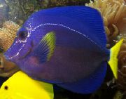 ლურჯი თევზი Purple Tang (Zebrasoma xanthurum) ფოტო