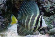 Stribet Fisk Sailfin Tang (Zebrasoma veliferum) foto