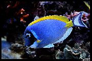 Blau Fisch Taubenblaues Tang (Acanthurus leucosternon) foto