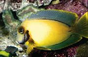 жоўты Рыба Хірург Шакаладны (Acanthurus pyroferus) фота