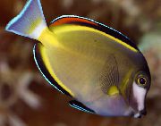 Ποικιλόχρους ψάρι Σκόνη Καφέ Tang (Acanthurus japonicus) φωτογραφία