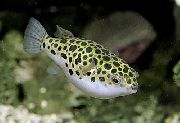 plankumains Zivs Plankumainais Green Puffer Fish (Tetraodon fluviatilis) foto