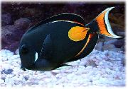Μαύρος ψάρι Ο Αχιλλέας Tang (Acanthurus achilles) φωτογραφία