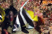aquarium fish Heniochus Black & White Butterflyfish Heniochus acuminatus striped