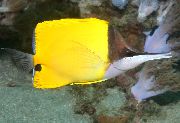 gulur Fiskur Gulur Longnose Butterflyfish (Forcipiger flavissimus) mynd