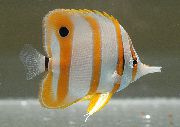 ზოლიანი თევზი Copperband Butterflyfish (Chelmon rostratus) ფოტო