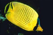 Mřížkovanými Butterflyfish Žlutý Ryby