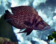 მყივანი თევზი მელოტი Cichlid (Altolamprologus calvus) ფოტო