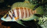 Смугастий Риба Альтолампрологус Кальвус (Altolamprologus calvus) фото