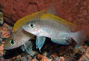 Сребро Риба Caudopunctatus Цихлида (Neolamprologus caudopunctatus) снимка