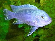 Hellblau Fisch Kobaltblau Zebrabuntbarsch (Metriaclima callainos) foto