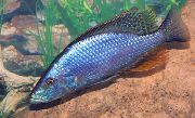 Compressiceps Cichlid, Malawi Augenpartie Silber Fisch