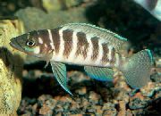 stripete Fisk Cylindricus Cichlid (Neolamprologus cylindricus) bilde