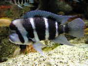 Stribet Fisk Frontosa Cichlid (Cyphotilapia frontosa) foto