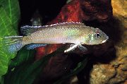 Zilver Vis Nanochromis Cichlid (Nannochromis) foto