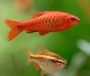 raudonas Žuvis Cherry Spyglys (Puntius titteya, barbus titteya, capoeta titteya) nuotrauka