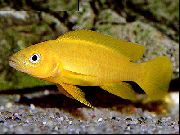 ლიმონის Cichlid, ფორთოხლის Leleupi Cichlid ყვითელი თევზი