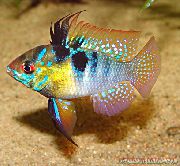 Bunt Fisch Ram (Papiliochromis ramirezi) foto