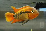 Rouge poisson Arc-En-Cichlidés (Herotilapia multispinosa) photo