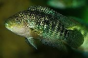 Στίγματα ψάρι Jack Dempsey (Nandopsis octofasciatum, Cichlasoma octofasciatum) φωτογραφία