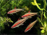pruhované Ryby Denison Osteň (Barbus denisonii. Puntius denisonii) fotografie
