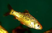Złoty Ryba Brzanka Zielona (Puntius sachsii) zdjęcie